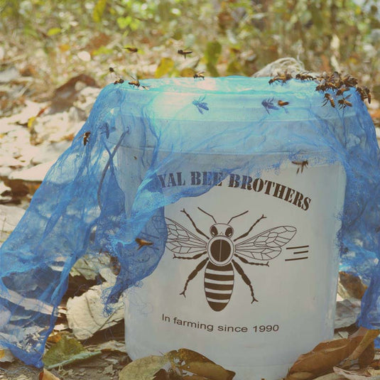 Pure wild forest honey harvested from untouched Indian forests