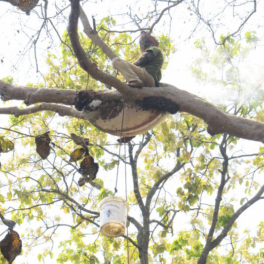 Land of 700 Hills - Saranda Forest