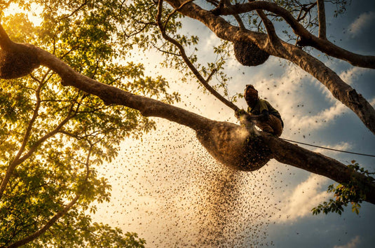 Royal Bee Brothers wild honey hunter harvesting natural forest honey from remote Indian forests using traditional sustainable tribal methods.