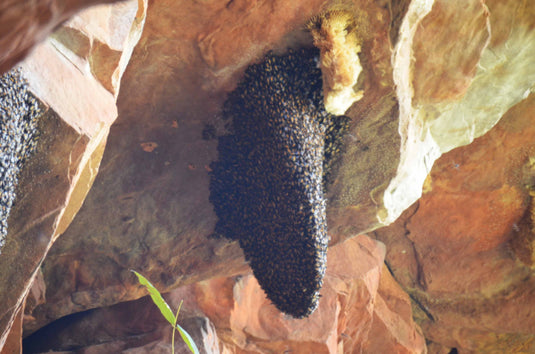 The Hunt for Honey – Ranipur Forest, Chitrakoot, Uttar Pradesh (Part 2)