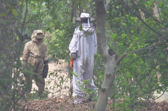 Mahua forest trees covered with giant wild beehives