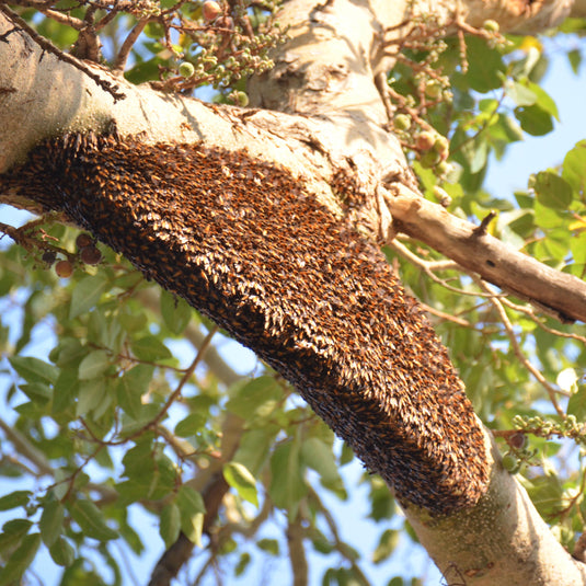 Buy Honey Online India | Raw Forest Honey, Superfoods & Natural Wellness