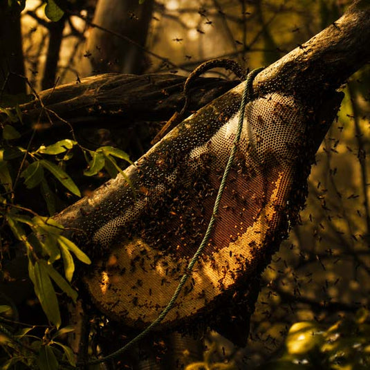 Raw wild forest honeycomb with native bees inside untouched jungle ecosystem