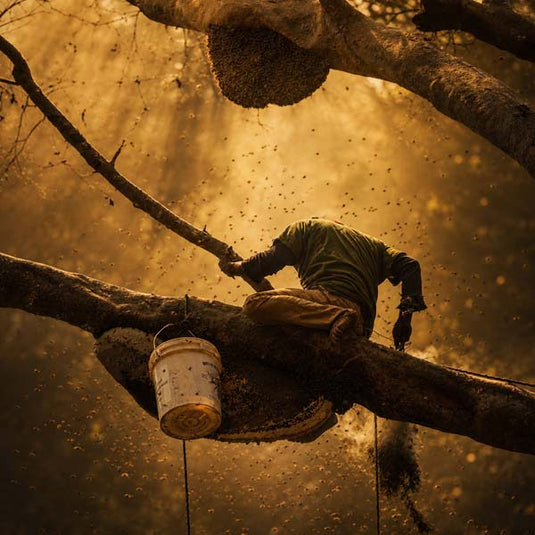 Premium raw forest honey extraction from natural honeycomb in deep Indian forest