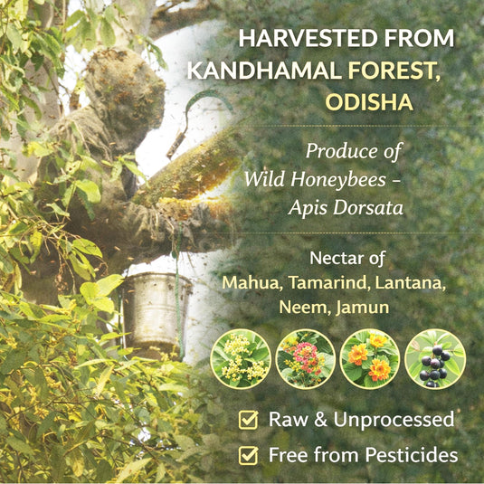 Tribal Forest Honey, Raw & Unprocessed, Harvested by Kondha tribes from Kandhamal Forest of Odisha