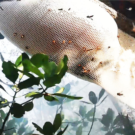 Buy Online Wild Forest Raw Honey Hive