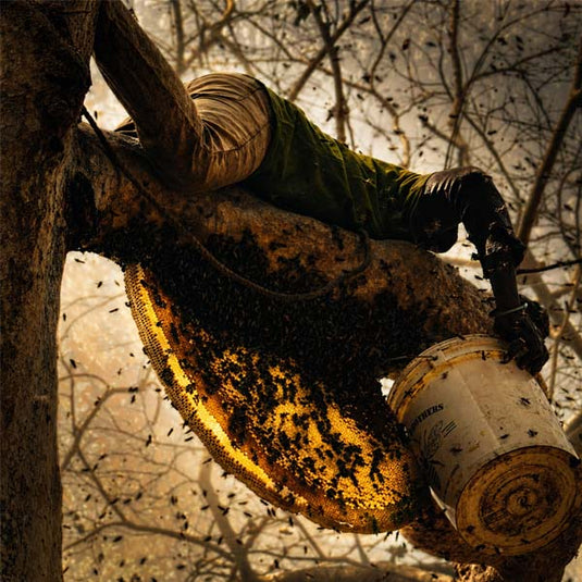 **Alt text (20 words):**  Traditional honey hunter carefully cuts wild bee hive from tall forest tree, harvesting natural honey sustainably amid dense woodland.