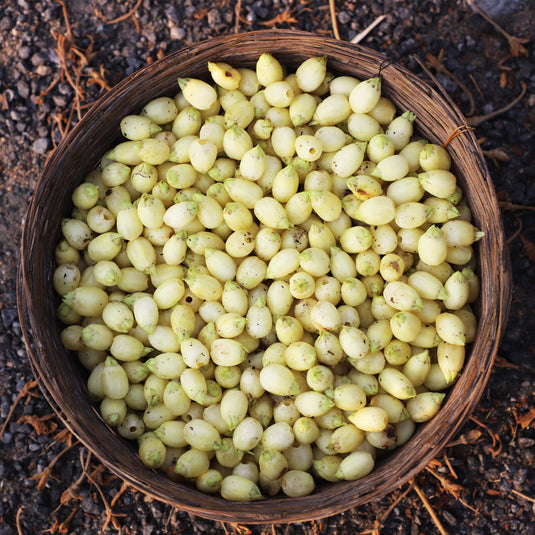 Mahwa: The Sacred Flower of Bastar