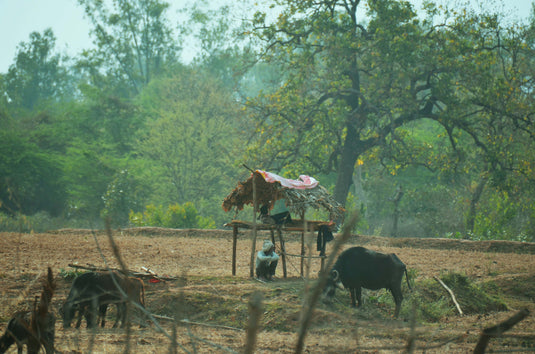 The Lungs of India