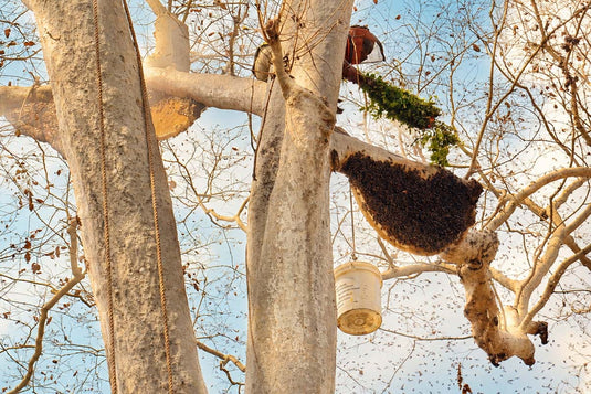 Royal Bee Brothers wild honey hunter carefully harvesting raw forest honey from a cliff hive using traditional tribal methods.