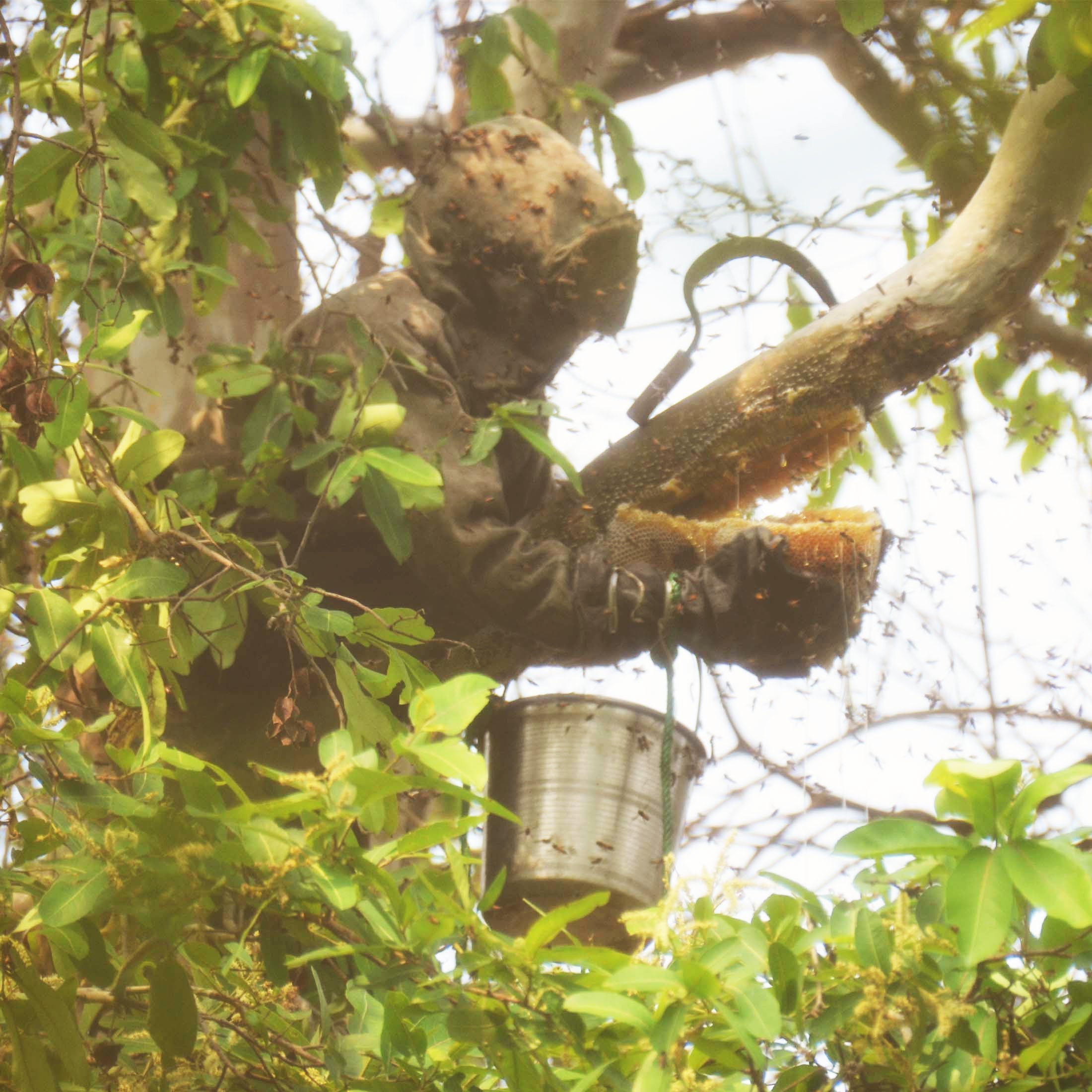 Premium Forest Honey Collection Online India | Pure Wild Honey