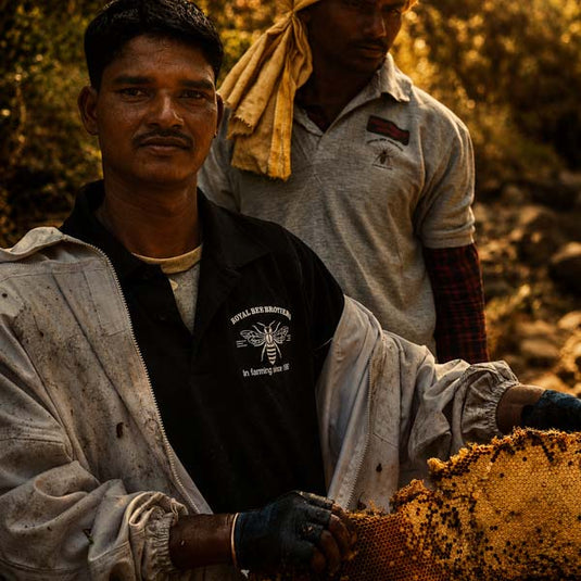 Authentic wild bee honey collection process with traditional forest honey harvesting methods