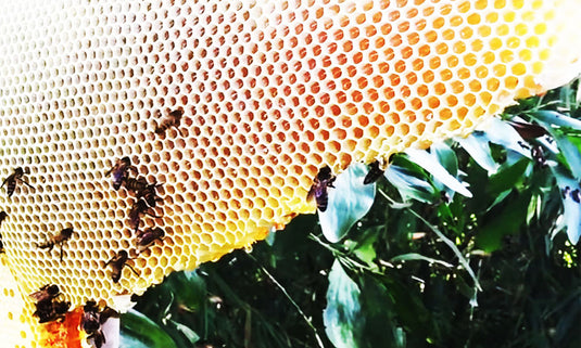 Natural Forest Honey Hive of Saranda Forest Region