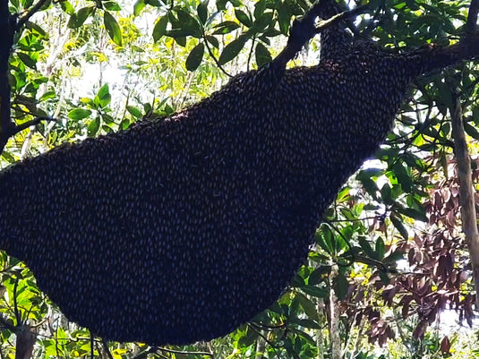 Killer Giant Honey Bee Hive