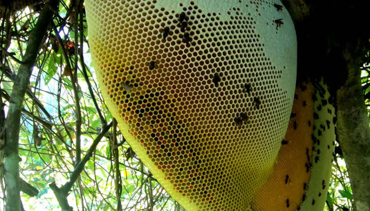Hive of wild honey bee deep inside the forest region,  raw honey, Raw unprocessed forest honey, natural honey, jungle honey, forest sahad