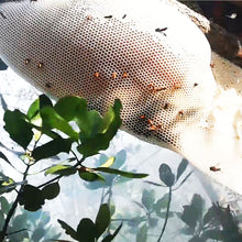 Load image into Gallery viewer, Buy Online Wild Forest Raw Honey Hive 
