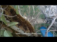Load and play video in Gallery viewer, Honey Hunter of Royal Bee Brothers
